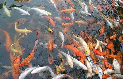 金魚要養幾隻|新手飼養金魚 哪些事要知道？ – 寵物百科